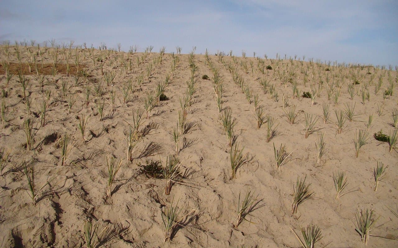 Due diligence ambiental: APP, restinga e dunas, o que olhar no litoral