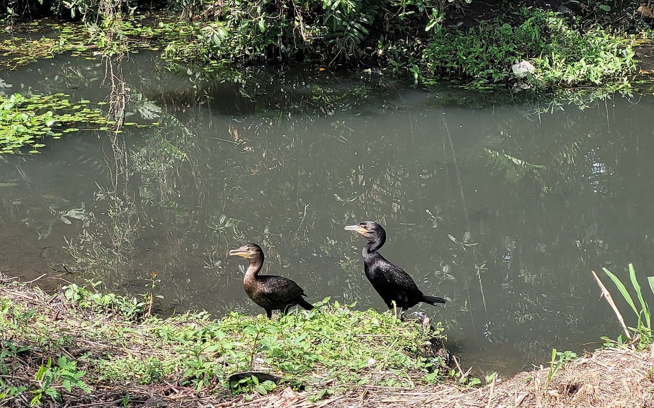 Itacorubi e Santa Mônica: o polo de negócios e moradia da ilha