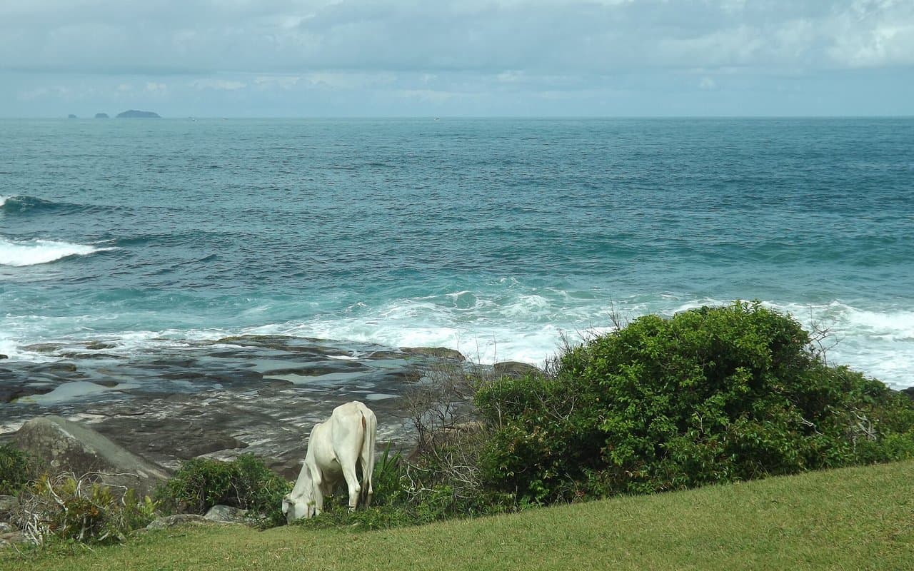 Pinheira e Praia do Sonho: o litoral sul emergente da Palhoça